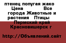 птенец попугая жако  › Цена ­ 60 000 - Все города Животные и растения » Птицы   . Пермский край,Красновишерск г.